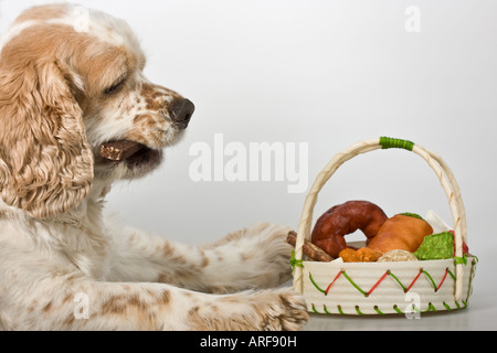 Amerikanischer Cocker Spaniel Haushund mit voller Schüssel der Leckerli Bilder Bilder Fotos große hohe Auflösung horizontal in den USA USA Hi-res Stockfoto