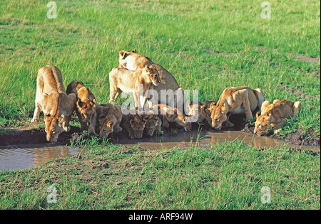 Stolz der drei Erwachsene weibliche Löwinnen und neun jungen trinken an einem Pool in der Masai Mara National Reserve Kenia in Ostafrika Stockfoto