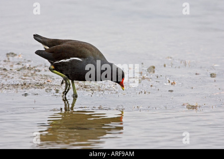 Gemeinsamen Moorhen Gallinula Chloropus Erwachsenen Fütterung im seichten Wasser Stockfoto