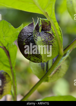 Apple von Peru (Nicandra Physalodes var. Violacea) Stockfoto