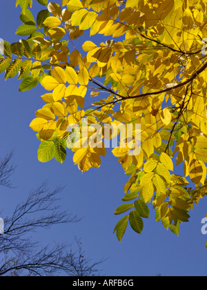 Butternut (juglans cinerea) Stockfoto