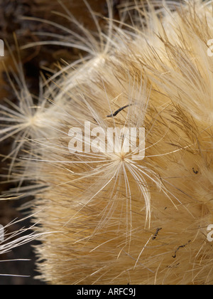 Artischocke (Cynara Cardunculus syn. Cynara Scolymus) Stockfoto