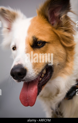 Ein Mischling Hund mit ungewöhnliche Markierungen auf dem Gesicht, halb weiß und halb braun. Stockfoto