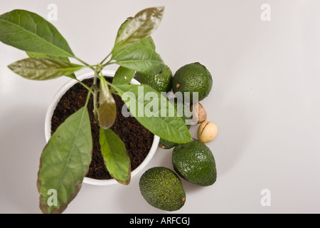 Avocadogrüne Pflanze, die Früchte in einem Topf mit Samen von oben oben auf weißem Tisch anbaut Hintergrundbilder in den USA horizontale Hi-res Stockfoto