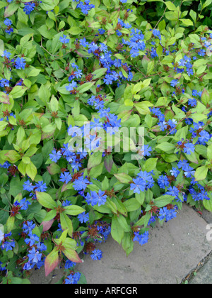 Leadwort (Ceratostigma plumbaginoides) Stockfoto