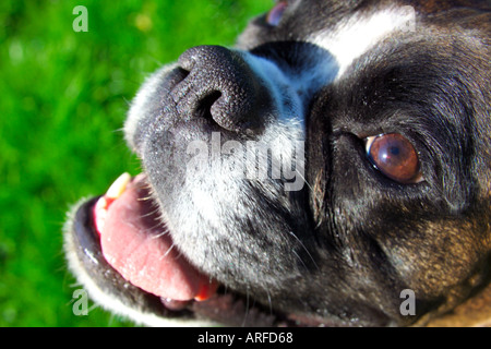 Boxer Hunde Gesicht Stockfoto