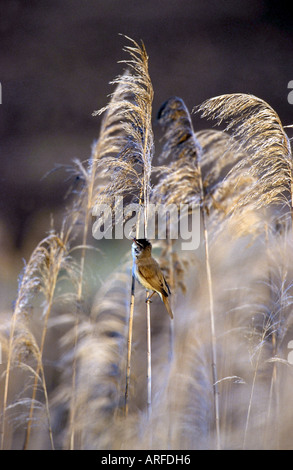 großen Rohrsänger (Acrocephalus Arundinaceus), auf gemeinsamen Reed, Griechenland Stockfoto