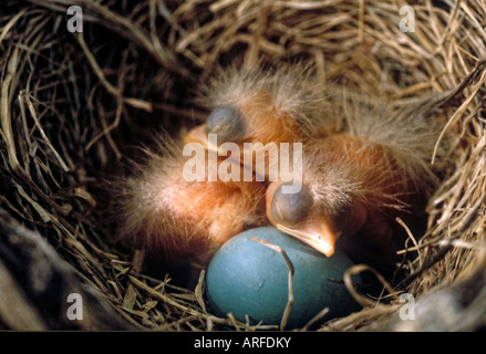 Neu geboren American Robin Küken und Ei im Nest Oakland County Michigan Stockfoto