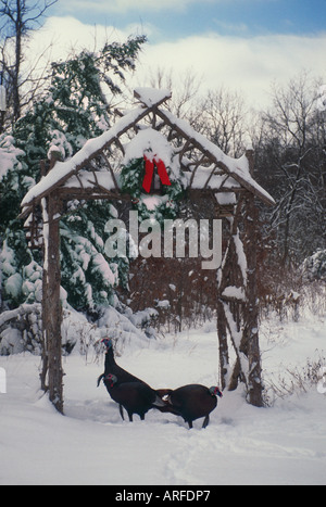 Zwei wilde Truthähne im Schnee bedeckt Feld unter Zeder Laube mit roten Weihnachtsschleife und Kranz, Missouri USA Stockfoto