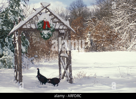 Wilde Truthähne, Meleagris gallopavo, im Schnee unter einem rustikalen Handgefertigte garden Arbor mit einem weihnachtlichen Kranz und ein rotes Feld im Winter Country Garden Stockfoto