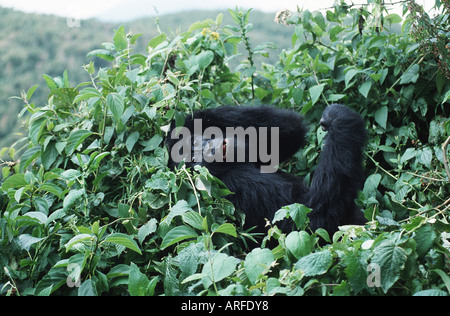 Berggorillas (Gorilla Gorilla Beringei) unter Vegetation, Parc Nationales des Vulkane, Ruanda Stockfoto