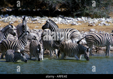 Zebras in Okaukuejo Etosha Nationalpark Namibia Stockfoto