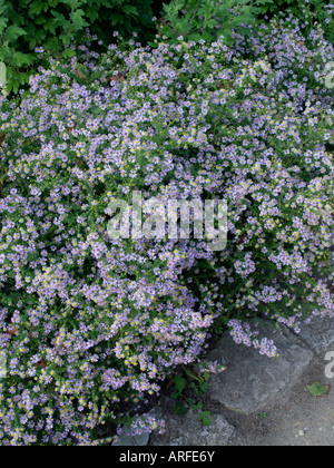 Heide Aster (herrlich Aster ericoides'' syn. Aster vimineus 'Lovely') Stockfoto