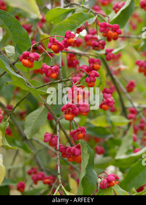 Gemeinsame Spindel (euonymus europaeus) Stockfoto