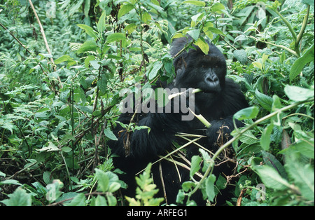 Berggorillas (Gorilla Gorilla Beringei), Fütterung, Parc Nationales des Vulkane, Ruanda Stockfoto