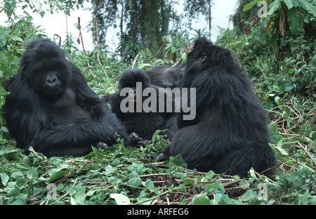 Berggorillas (Gorilla Gorilla Beringei), Ruhe, Familie, Ruanda Stockfoto