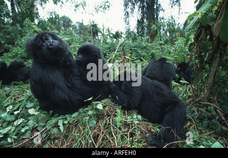 Berggorillas (Gorilla Gorilla Beringei), Familie, Ruanda, Parc Nationales des Vulkane ruhen Stockfoto