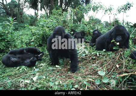 Berggorillas (Gorilla Gorilla Beringei), Familie, Ruanda, Parc Nationales des Vulkane ruhen Stockfoto