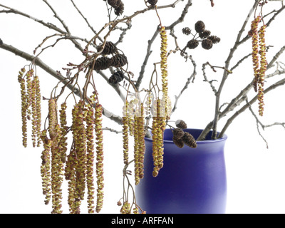 Gemeinsame Erle (Alnus glutinosa) Stockfoto