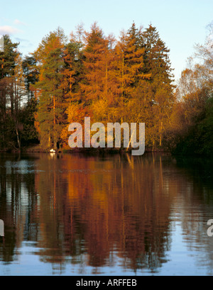 Schwäne und Herbstfarben über eher Heide Tarn, in der Nähe von Staveley, in der Nähe von Kendal, Nationalpark Lake District, Cumbria, England, UK. Stockfoto