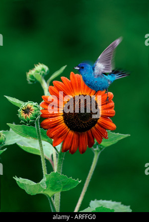 Männliche Indigo Bunting (Passerina Cyanea) mit Samen im Schnabel fliegt aus roten Sonnenblumen von "Velvet Queen" Stockfoto