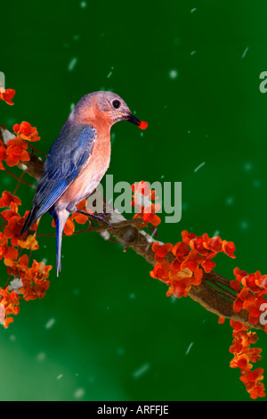 Weibliche östliche Bluebird (Sialia Sialis) mit bittersüßen Beere im Schnabel hocken auf Ast im Schneesturm Stockfoto