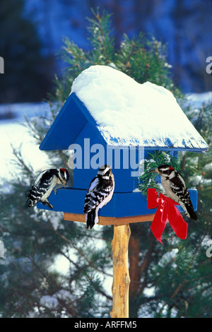 Drei Downy Spechte (Picoides Pubescens) Fütterung auf blaue Vogelhaus mit roter Schleife und Kranz im Schnee von Zeder Stockfoto