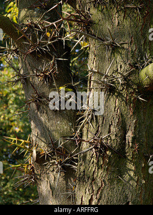 Amerikanische Honig-heuschrecke (gleditsia triacanthos) Stockfoto