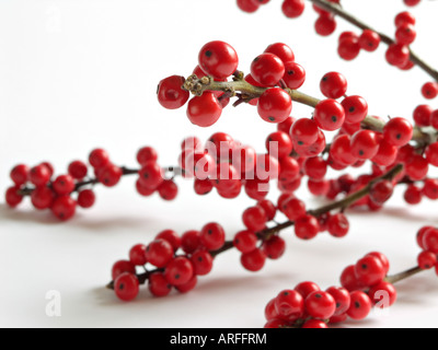 Amerikanische winterberry (Ilex verticilata) Stockfoto