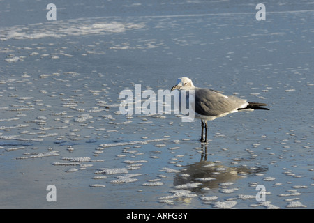 Möwe auf Cocoa Beach Florida USA Stockfoto