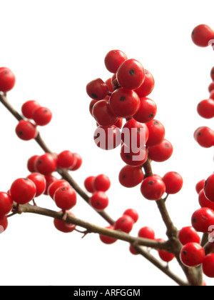 Amerikanische winterberry (Ilex verticilata) Stockfoto