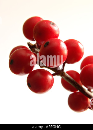 Amerikanische winterberry (Ilex verticilata) Stockfoto