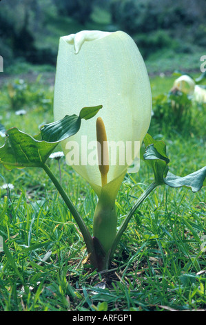 Italienische Lords-and-ladies, italienische Arum (Arum unsere), Blätter und Blütenstand Stockfoto