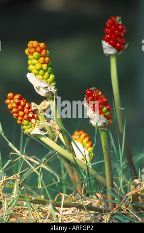 Italienische Lords-and-ladies, italienische Arum (Arum unsere), Storchschnäbel Stockfoto