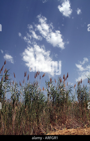 Gewöhnliches Schilf (Phragmites australis) mit federnden Federn, die gegen einen blauen Himmel mit weißen Wolken schweben, Cagliari, Sardinien, Italien. Stockfoto