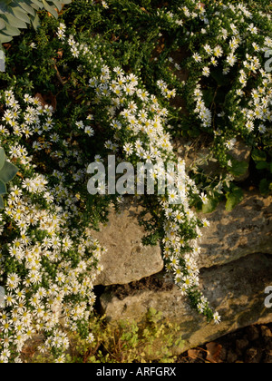 Aster (Aster speciosus 'Connecticut') Stockfoto