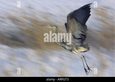 Graureiher (Ardea Cinerea), fliegen Stockfoto