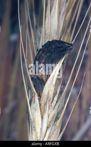 Mutterkorn, Blut-Wurzel (Claviceps Purpurea), Detail der Fruchtkörper auf einem Korn-Stiel Stockfoto