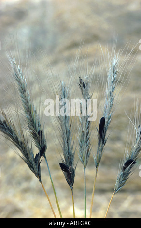 Mutterkorn, Blut-Wurzel (Claviceps Purpurea), Fruchtkörper auf ein Korn Stielen, Secale cereale Stockfoto