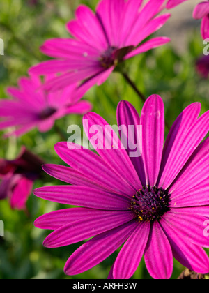 Kap Marguerite (osteospermum ecklonis Syn. dimorphotheca Ecklonis) Stockfoto