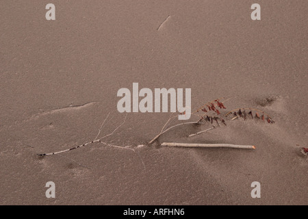 Baum im Sand begraben Stockfoto