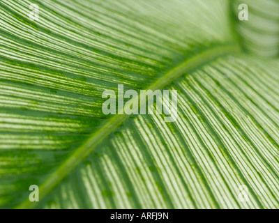 Indian shot (Canna indica) Stockfoto