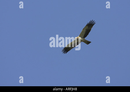 Zwergadler (Hieraaetus Pennatus), Fliegend, Spanien Stockfoto