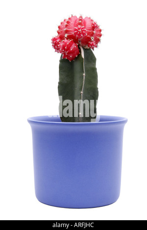 Erdbeer-Kaktus (Gymnocalycium Mihanovichii Red Head, Gymnocalycium  Mihanovichii var Friedrichii F. Rubra, Gymnocalycium mih Stockfotografie -  Alamy