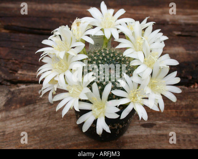 Rebutia Albiflora (Rebutia Albiflora), blühen Stockfoto