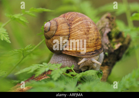 Roman Snail, Burgunder Schnecken, essbare Schnecke (Helix Pomatia), Deutschland Stockfoto