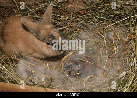 Zwerg Kaninchen (Oryctolagus Cuniculus F. Domestica), fünf Tage alte Jungtiere im Nest mit Mutter Stockfoto