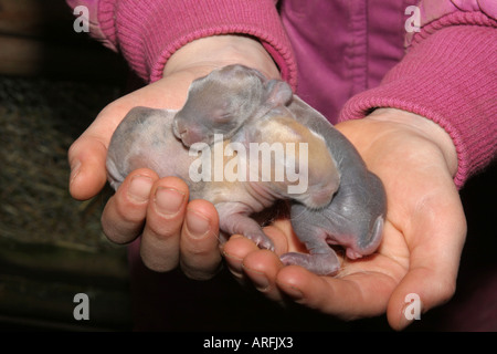 Zwerg Kaninchen (Oryctolagus Cuniculus F. Domestica), fünf Tage alte Jungtiere an den Händen einer Frau Stockfoto