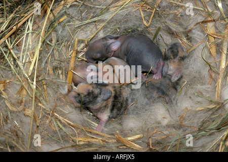 Zwerg Kaninchen (Oryctolagus Cuniculus F. Domestica), fünf Tage alte Jungtiere im Nest Stockfoto