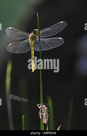 Sympetrums (Darter) (Sympetrum spec.), Slipt Tier mit Exuvia, Deutschland, Schwarzwald Stockfoto